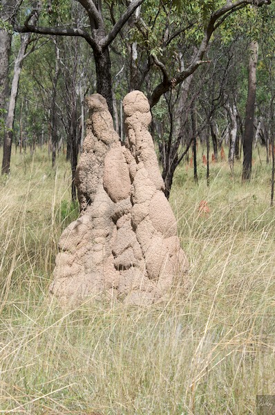 AustraliaAdelaide 10  071